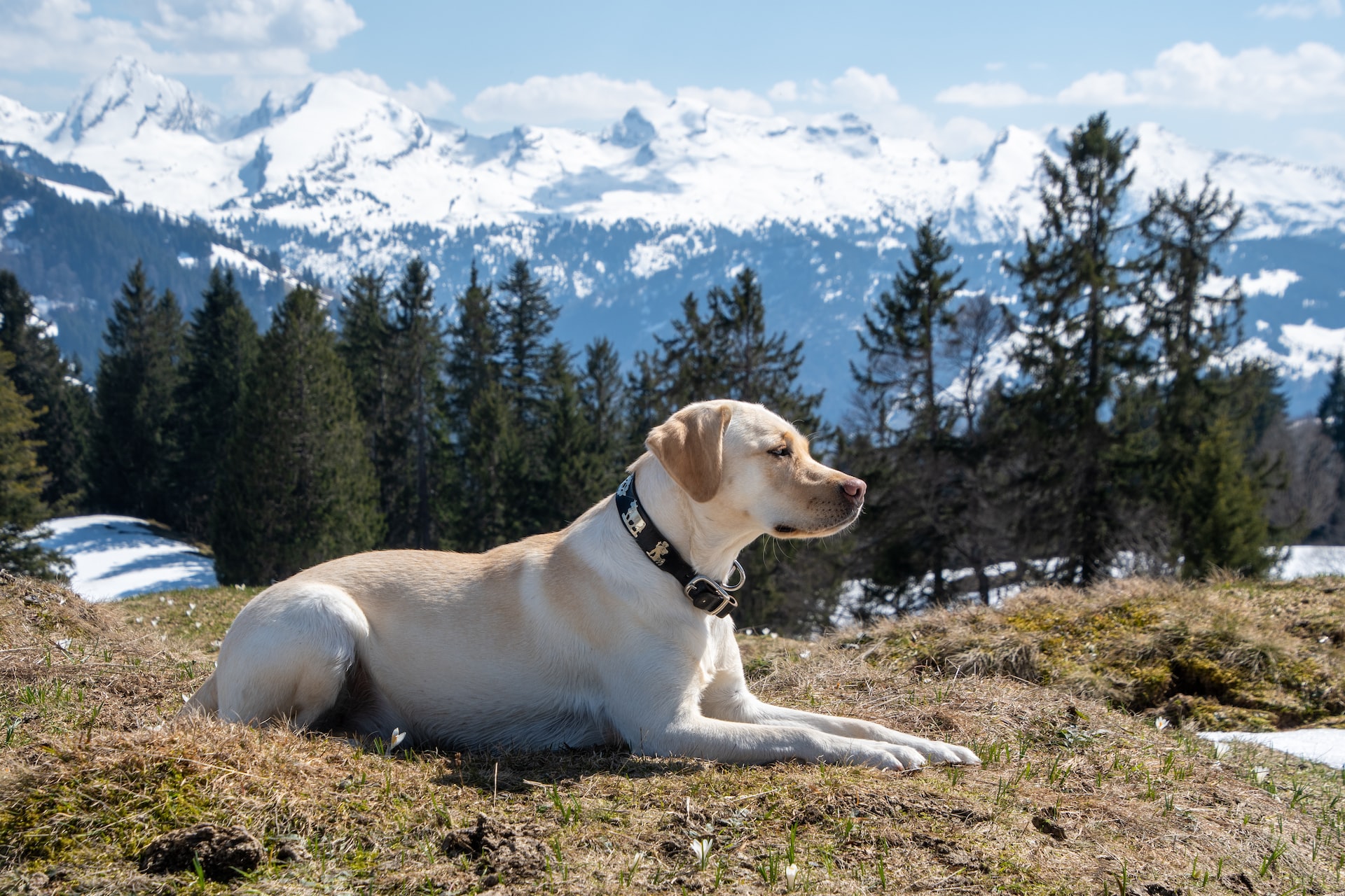 Chó Labrador Retriever