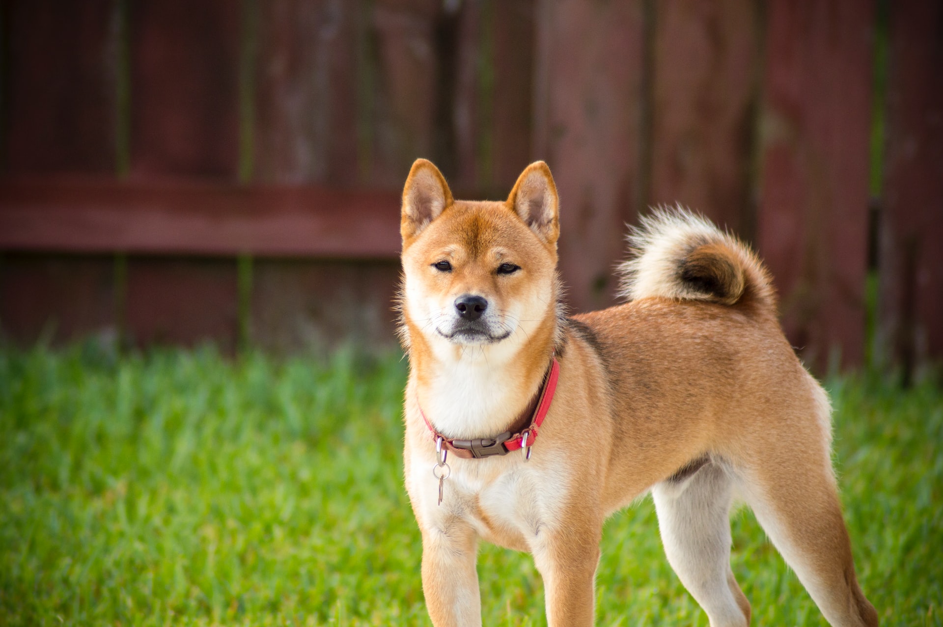 chó shiba inu